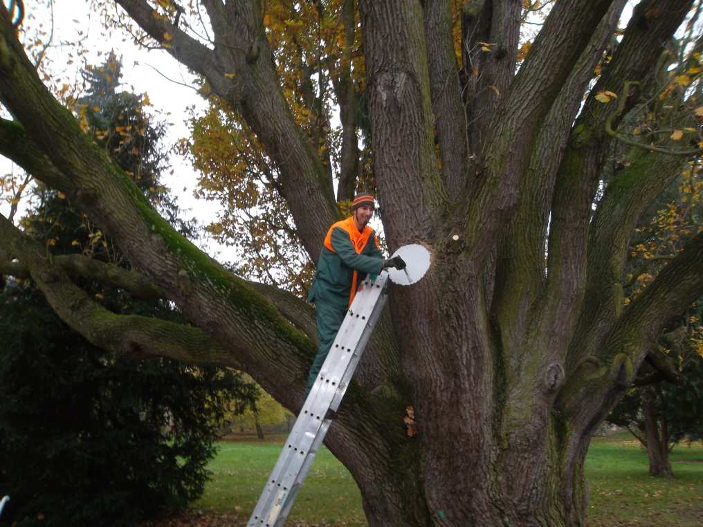 Instalace cedulek pro dendrologické okruhy Náklady: 45.370 Kč vč.