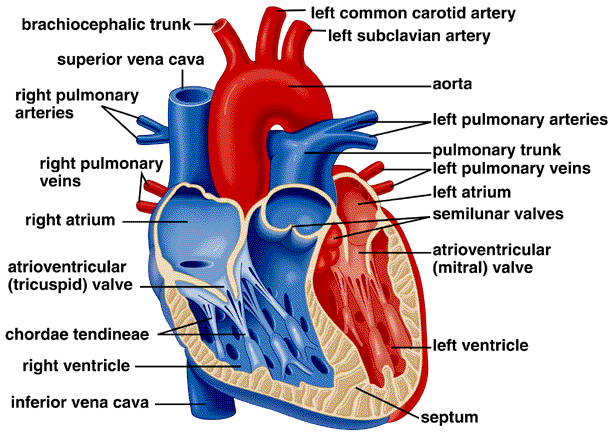 2. Srdce 2.1. Funkční morfologie srdce Srdce je nepárový dutý svalový orgán zajišťující neustálou cirkulaci krve v krevním řečišti.