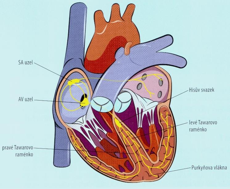 Obrázek 4: Anatomie převodního systému. 2.