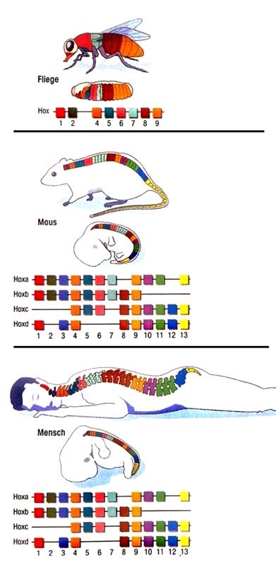 Homeotické geny Hox jediný shluk genů Hox kopinatce čtyři shluky genů Hox