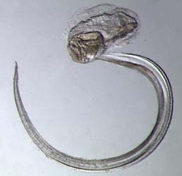 Vršenky (Appendicularia) Drobní, několik milimetrů dlouzí pelagičtí pláštěnci (nejmenší strunatci!