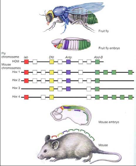 Embryonální determinace vs. vývojová flexibilita (indukční procesy v ontogenezi) Nové apomorfie: 1. multiplikace shluků Hox genů (Hox = homeotický box) 2x duplikace - tetraploidizace 4. Craniata vs.