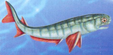 5. Gnathostomata (čelistnatci)( Placodermi - pancířnatci Chondrichthyes - paryby Acanthodii - trnoploutví Actinopterygii -