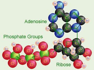 Makroergické vazby Chemické vazby, při jejichž hydrolýze se uvolňuje větší množství energie (nad 25 kj.mol -1 ).