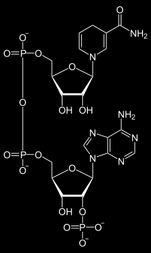 Nikotinamid adenin dinukleotid fosfát (NADP) je koenzym vyskytující se jako součást metabolismu organismů. Jedná se o oxidovanou formu redukčního činidla NADPH.