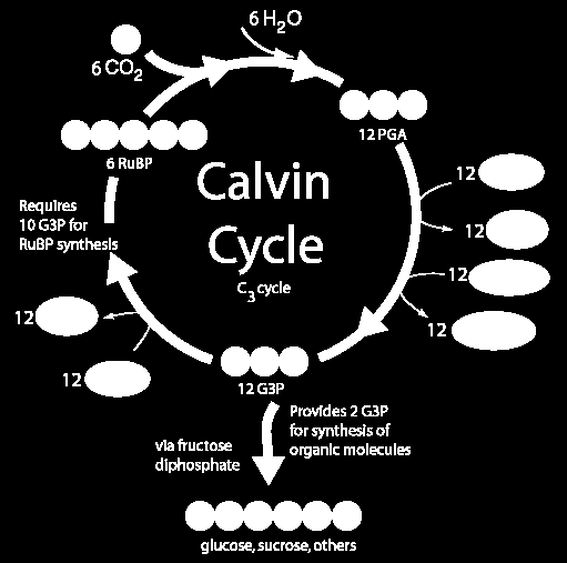 Calvinův cyklus probíhá ve stromatu.