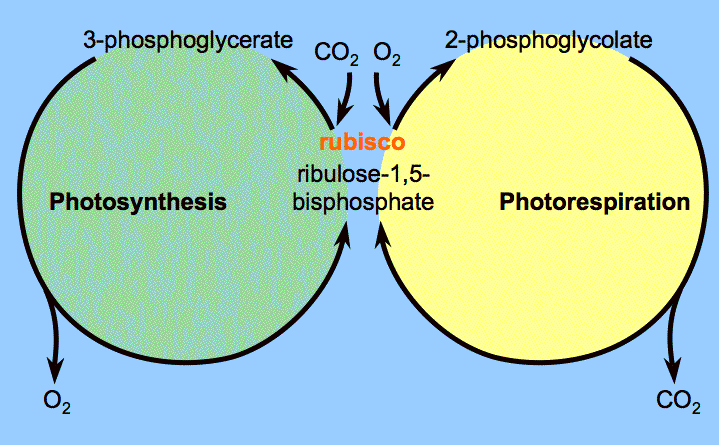 Tento enzym se vyvinul v období, kdy v atmosféře byly zcela odlišné podmínky než dnes. Kyslík byl vzácný a oxidu uhličitého byl dostatek.