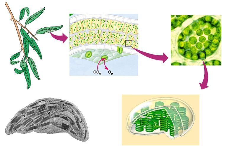 Kde probíhá fotosyntéza LEAF Chloroplast LEAF Příčný CROSS řez SECTION listem MESOPHYLL CELL Mesophyll CHLOROPLAST Granum