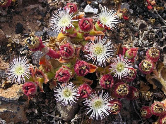 Mesembryanthemum crystallinum (kosmatec) Patří mezi rostlinné druhy, které mají schopnost CAM fotosyntézy, ale značnou část svého života ji vůbec nevyužívají a asimilují k nerozeznání stejně jako