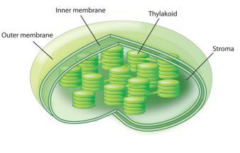 Fotosyntéza se skládá ze dvou vzájemně propojených fází primární (světelné) a sekundární (temnostní): Světelná (primární) fáze přeměňuje energii světelnou na chemickou.
