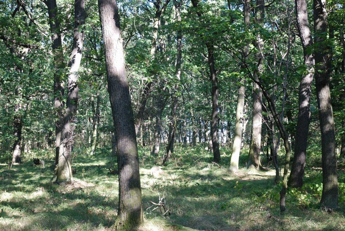 Lesní cesta v severní části sloužící jako přibližovací pro