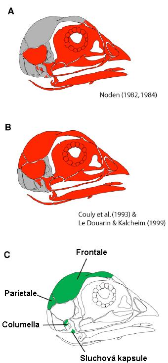 Dosavadní poznatky o embryonálním původu lebky obratlovců usoudila, že zbytek frontale je původem z mezodermu.