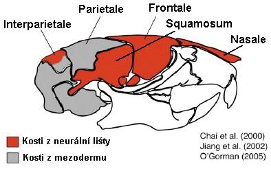 Dosavadní poznatky o embryonálním původu lebky obratlovců autorů velmi liší.