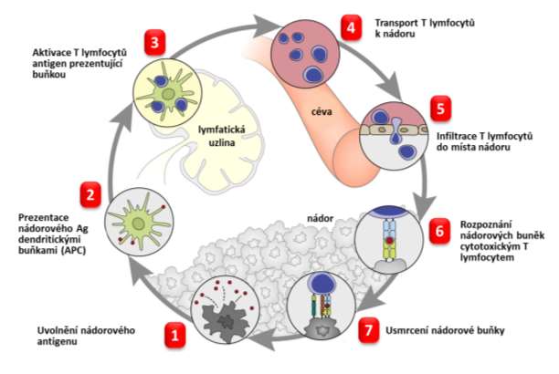 z rozpadlých nádorových buněk. DC s pohlceným Ag jsou transportovány lymfatickými cévami do lymfatických uzlin. 2.