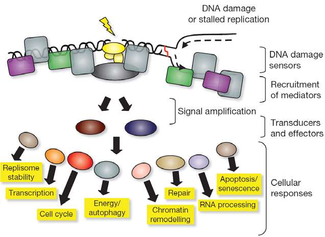 řízená smrt v případě nevratného poškození (apoptóza, autofagie, mitotická katastrofa), např. efektorem p53 = protein aktivující apoptózu 10