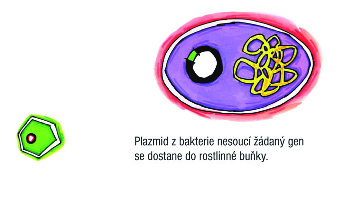 DNA - základní kámen biotechnologií 9 mozaikový virus vůbec první virus, který byl objeven). V roce 1994 byla rajčata s odolností k viru TMV a prodlouženou údržností uvedena poprvé na trh USA.