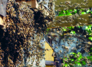 Med květový, pastovaný, medovicový Miroslav Táborský Rodina Táborských obhospodařuje na 40 včelstev v nástavkových úlech; má v nabídce med květový, medovicový i pastovaný.
