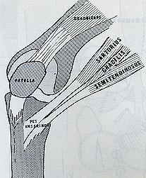 Obr.3 Zobrazení pes anserinus (dostupné z http://www.nyu.edu/classes/keefer/pain/pain2.