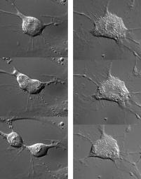 BUNĚČNÝ CYKLUS Buněčné dělení Cykliny a na cyklinech závislé proteinkinázy (Cyclin- Dependent Protein Kinases; Cdk-proteinkinázy) - proteiny, které jsou součástí řídícího systému buněčného cyklu 8