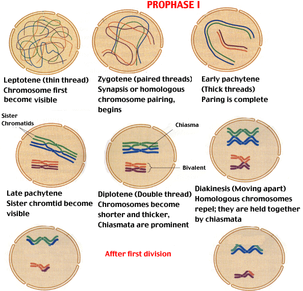 Anafáze Telofáze a cytokineze Chromatidy každého chromosomu se rozcházejí k opačným pólům buňky (chromosomy dceřiných buněk) K protilehlým pólům buňky táhne chromatidy achromatické vřeténko Telofáze