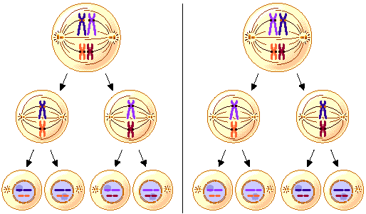 Meióza I metafáze I Meióza I anafáze I Probíhá disjunkce chromosomy se rozcházejí k opačným pólům buňky vždy jeden z páru Mizí jaderná membrána, homologní chromosomy tvoří chromosomální tetrády a ty