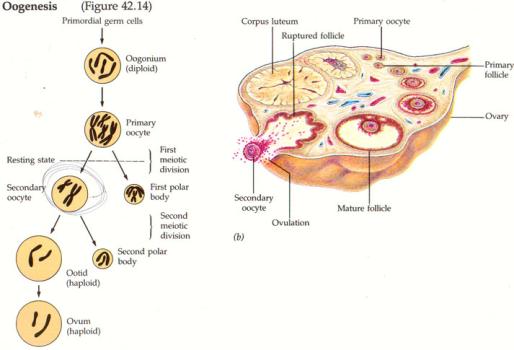 Spermatogeneze Spermatogeneze V semenných kanálcích testes od počátku pohlavní dospělosti Spermatogonie 2n primární spermatocyt 2n sekundární spermatocyt 1n spermatida 1n spermie 1n Přibližně 64 dní