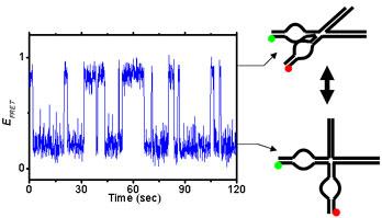 Detecting the emission of the donor and acceptor fluorophore seperatly allows us to calculate the transfer efficiency and therefore the distance between the fluorophores.