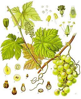 TRADICE: Vinobraní je slavnost sklizně vinné révy. Vinobraní se pořádá na podzim při sklizni révy a ve všech větších městech s vinařskou tradicí.