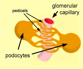 Ledvinové tělísko (Corpusculum renale Malpighi) Capsula glomeruli (Bowmanovo
