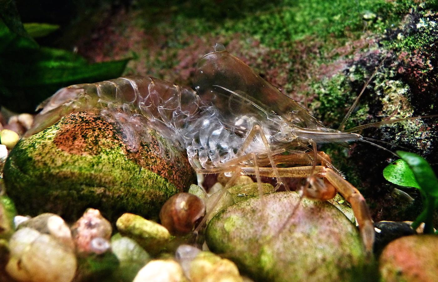 Akvárium, číslo 35 e-akvarium.cz bezobratlí Poslední článek klepet samců je šedý a je pokryt štětinami. (Foto: Jiří Libus) Beta se zbytkem vajíček. Samičky jsou poměrně mohutné, ale menší než samci.