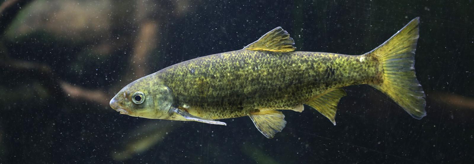 Akvárium, číslo 35 e-akvarium.cz reportáže Kapři a parmy. Monokultura Gambusia affinis.