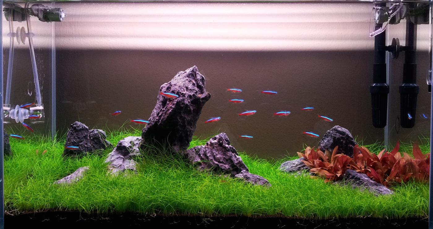 Akvárium, číslo 35 e-akvarium.