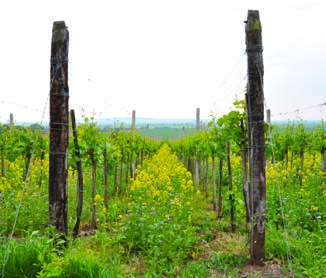 Ozelenenie viníc a zvýšenie pôdnej úrodnosti GreenMix multi - druhovo bohatá zmes k viacročnému ozeleneniu medziradia Zloženie: vičenec vikolistý, lucerna ďatelinová, ďatelina plazivá, facélia