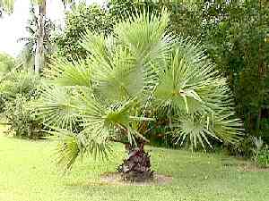 Arecaceae Borassus flabellifer - palmyra Palma Vlákna z řapíků Původ: