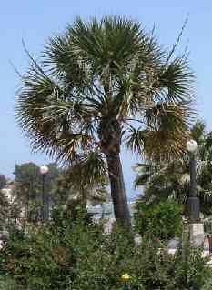 Arecaceae Sabal palmeto - kitu Palma Vlákna z listů Původ: