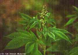 Cannabaceae Cannabis sativa konopí Jednoletá dvoudomá bylina Lýková vlákna Původ: snad