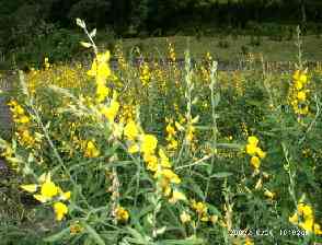 Fabaceae Crotalaria juncea bengálské konopí Keř Lýková vlákna Původ: