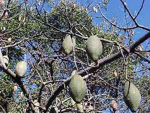 Malvaceae Chorisia speciosa Opadavý strom Vlákna z osemení Původ: