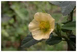 Malvaceae Sida rhombifolia Jednoletá rostlina Lýková vlákna