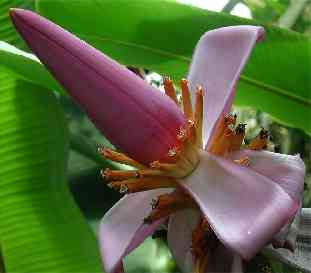 Musaceae Musa textilis - abaka Víceletá bylina Lýková vlákna z