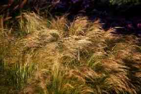 Poaceae Stipa tenacissima - halfa Vytrvalá tráva Lýková vlákna z listů