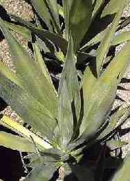 Agavaceae Agave sisalana sisal Víceletá monokarpická rostlina Lýková vlákna Původ: Mexiko