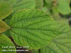 Urticeae Boehmeria nivea ramie Vytrvalá bylina Lýková vlákna