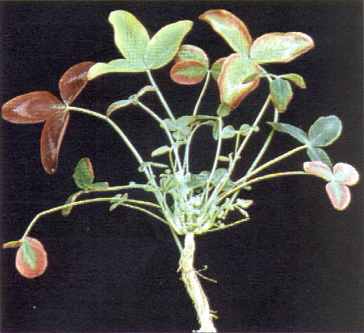 Přístupné mikroelementy Bór (B) v rostlinách Výstavba a stabilita buněčné stěny, růst a činnost meristematických pletiv, růst kořenů, transport asimilátů z chloroplastů a listů do zásobních orgánů,
