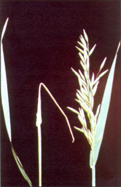Přístupné mikroelementy Měď (Cu) v rostlinách Proces asimilace dusíku, ovlivňuje stabilitu chlorofylu Příjem není výrazně ovlivněn jinými ionty; v půdě silně sorbována (org.