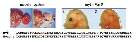 života, ne v kódujících sekvencích těchto genů ty bývají naopak často velmi evolučně konzervované (pochopitelně toto neplatí absolutně).