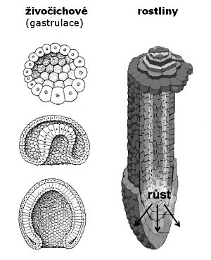 POROVNÁNÍ VÝVOJE ROSTLIN A ŽIVOČICHŮ Vývojové strategie rostlin a živočichů jsou si v lecčems podobné, nicméně existuje několik zásadních rozdílů: 1. Rostliny neprochází procesem gastrulace.