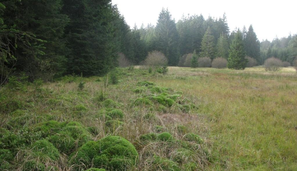 Nerozloţená stařina Nardus, Agrostis, Sphagnum a dalších acidofilních rostlin má výrazně okyselující účinky.