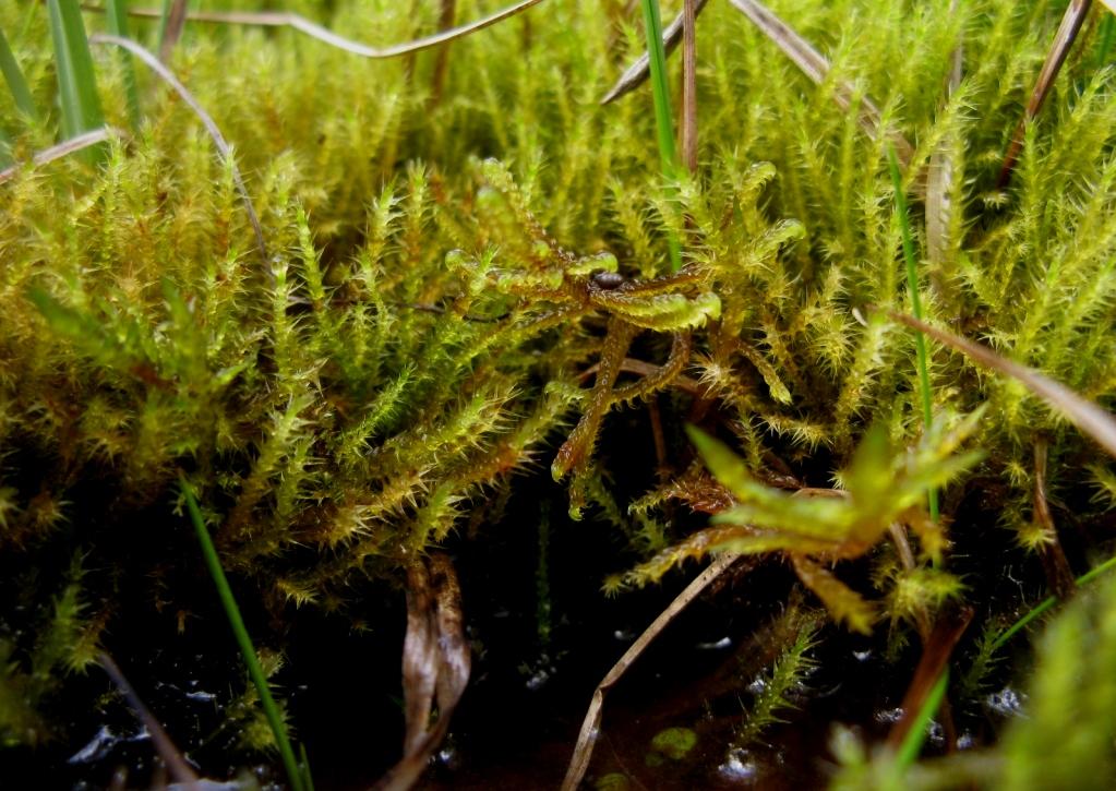 Obr. 10: Zelenka hvězdovitá (Campylium stellatum) obývá mokvající plochy v prameništích. Snad vţdy roste s dalšími ohroţenými druhy (zde Scorpidium cossonii uprostřed snímku). PR U potoků, Lysák 2009.