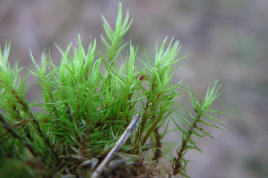 Obr. 11: Dvouhrotec bahenní (Dicranum bonjeanii). Lysák 2009.